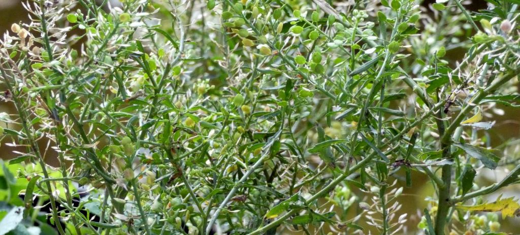 Lepidium ruderale ? No,  Lepidium virginicum