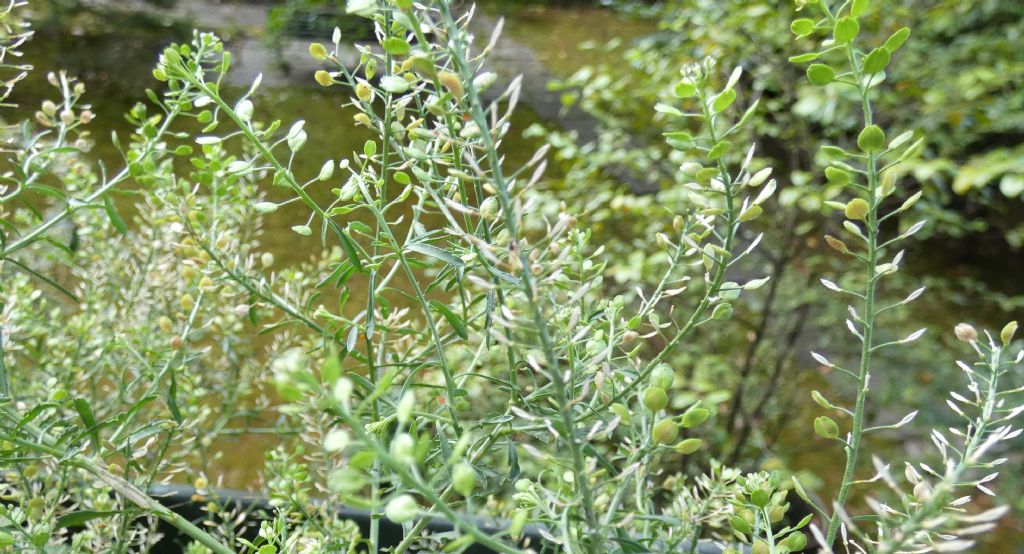 Lepidium ruderale ? No,  Lepidium virginicum