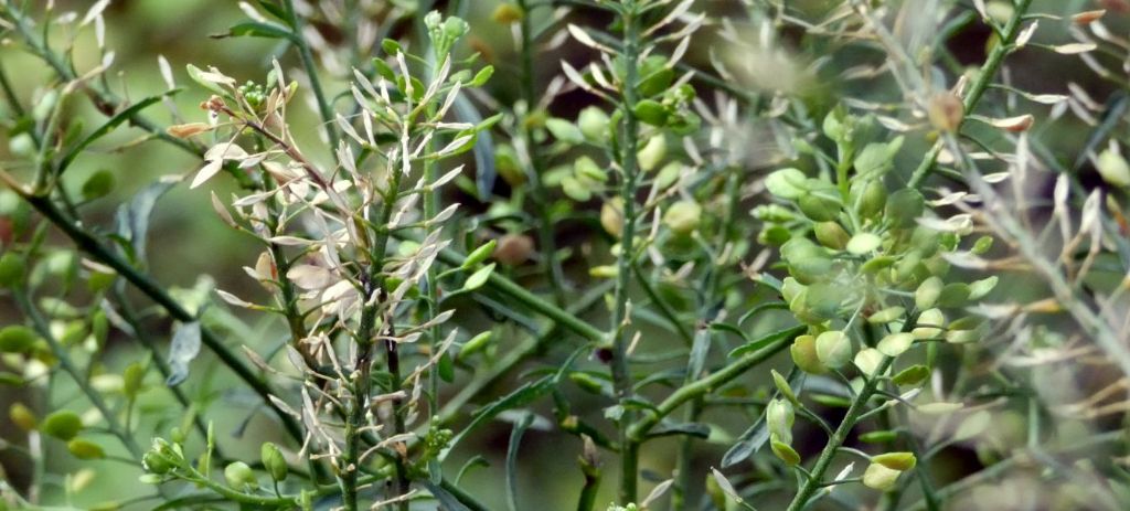 Lepidium ruderale ? No,  Lepidium virginicum