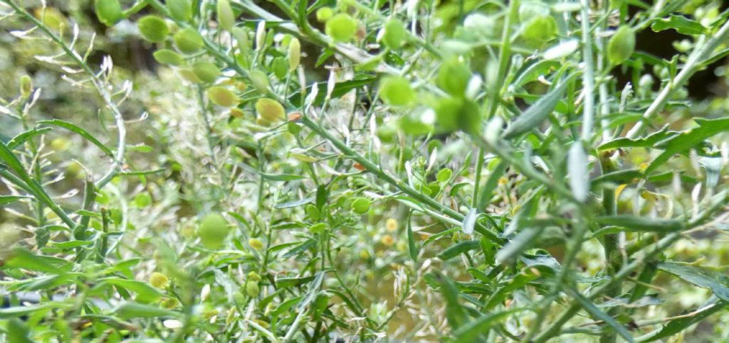 Lepidium ruderale ? No,  Lepidium virginicum