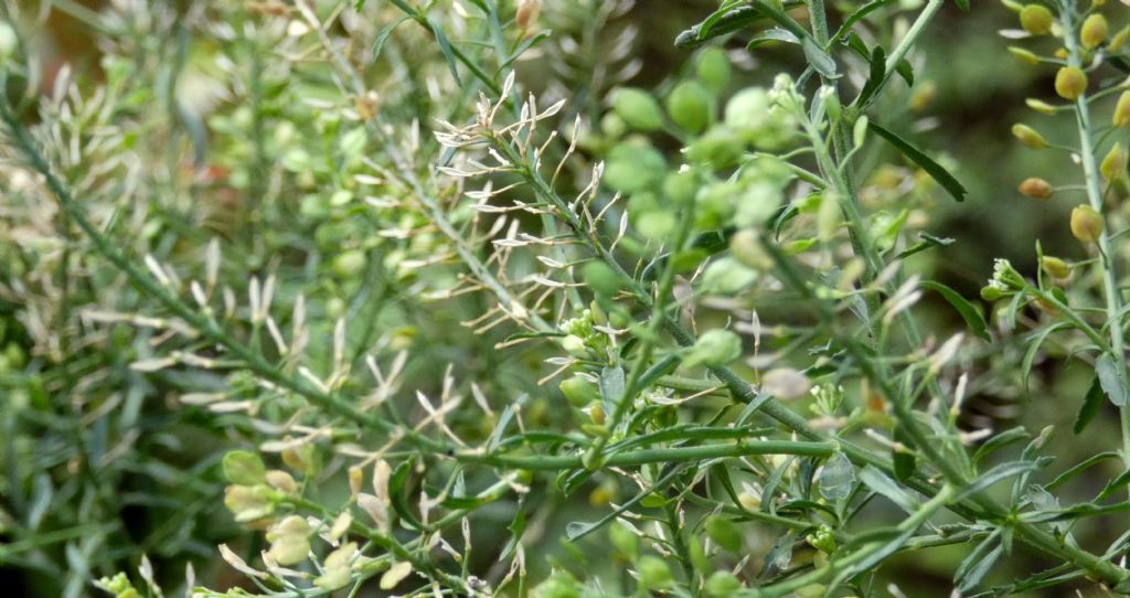 Lepidium ruderale ? No,  Lepidium virginicum