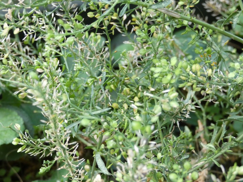 Lepidium ruderale ? No,  Lepidium virginicum
