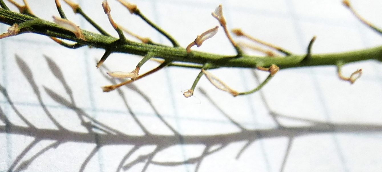 Lepidium ruderale ? No,  Lepidium virginicum