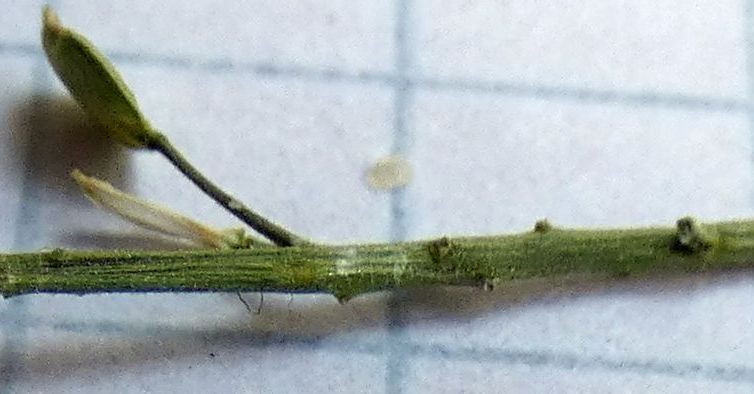 Lepidium ruderale ? No,  Lepidium virginicum