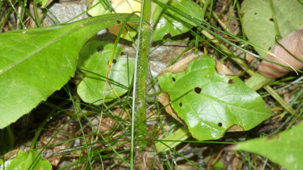 Knautia baldensis