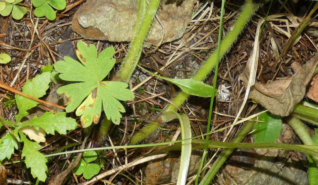 Knautia baldensis