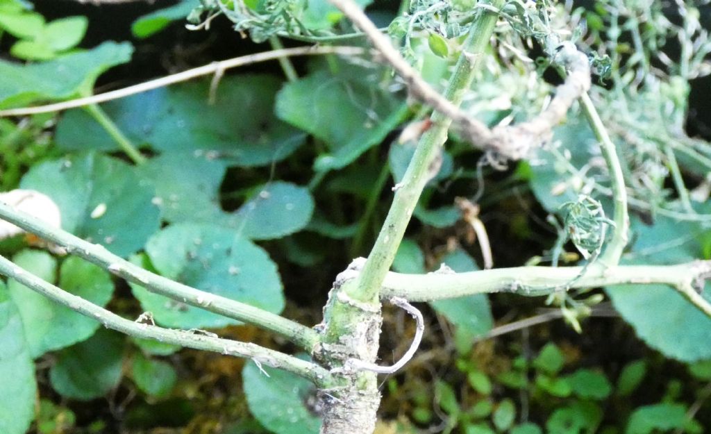 Lepidium ruderale ? No,  Lepidium virginicum