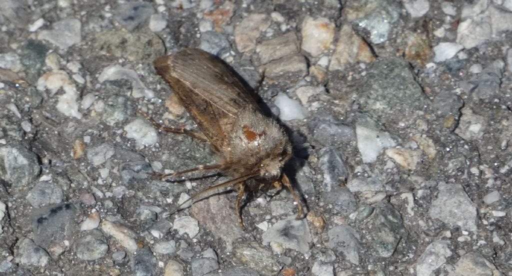 La farfalla fa il girotondo: Agriotis sp. (Noctuidae)