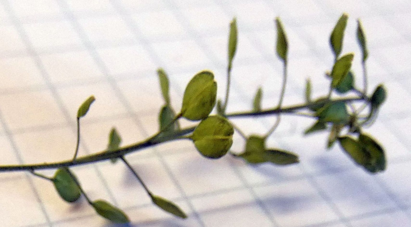 Lepidium ruderale ? No,  Lepidium virginicum