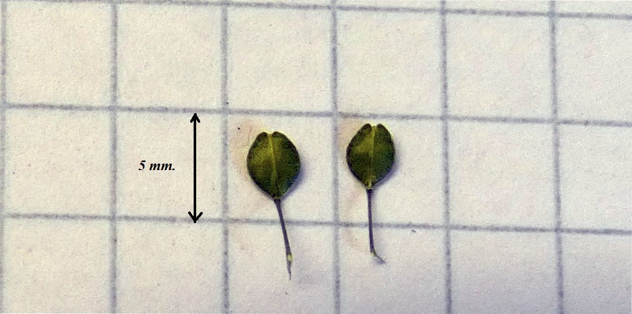Lepidium ruderale ? No,  Lepidium virginicum