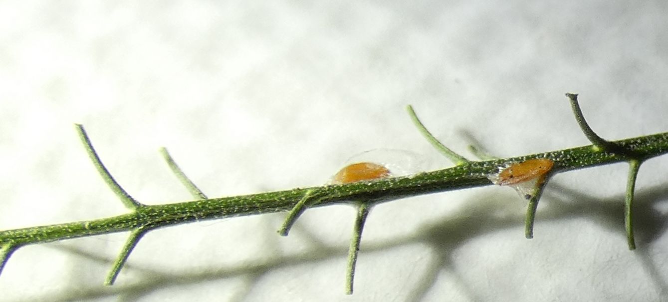 Lepidium ruderale ? No,  Lepidium virginicum