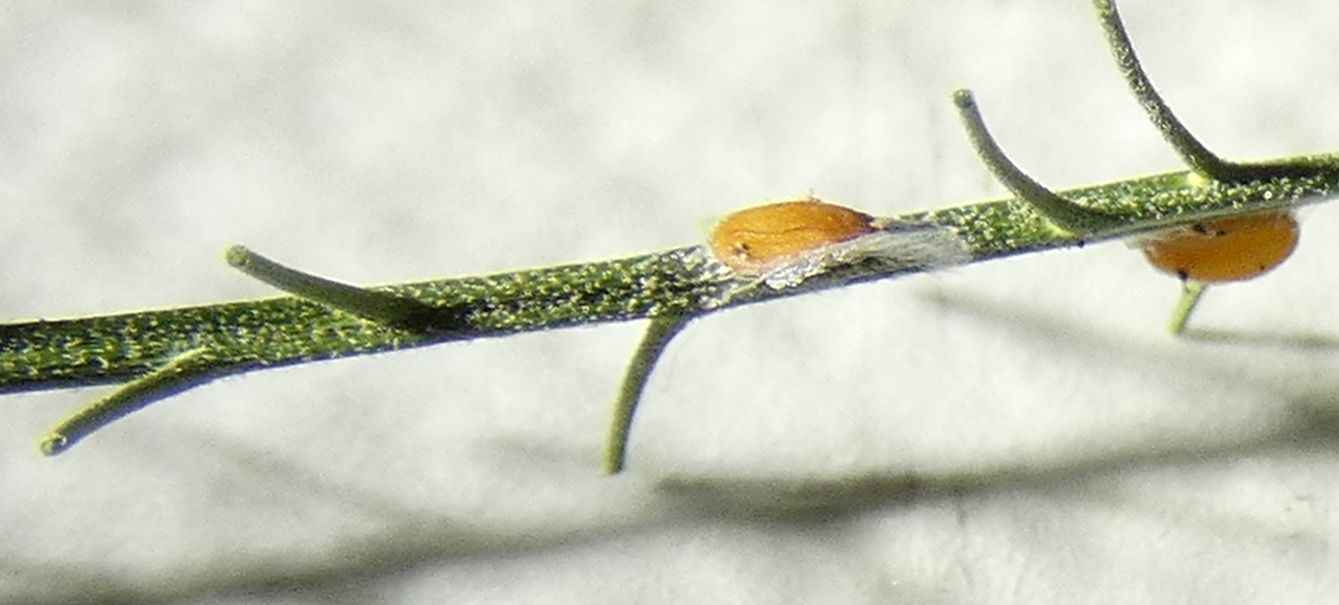 Lepidium ruderale ? No,  Lepidium virginicum