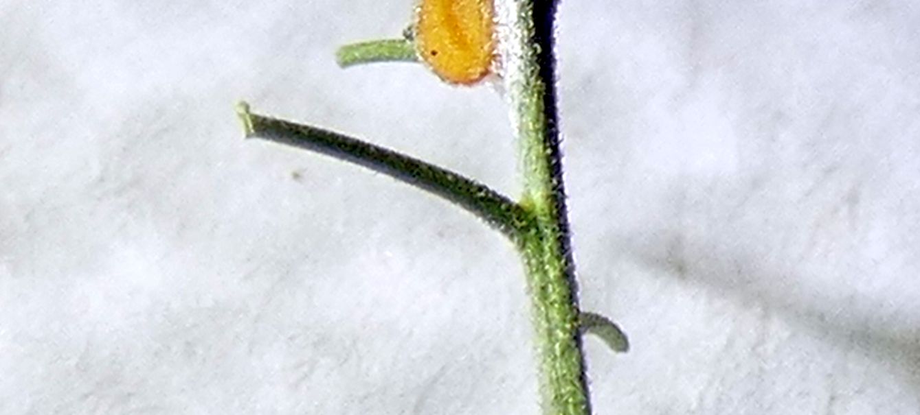 Lepidium ruderale ? No,  Lepidium virginicum