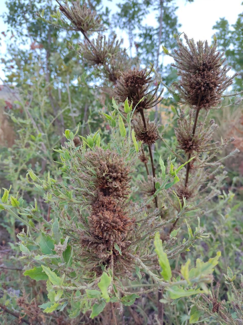 Eriophyidae? On Quercus