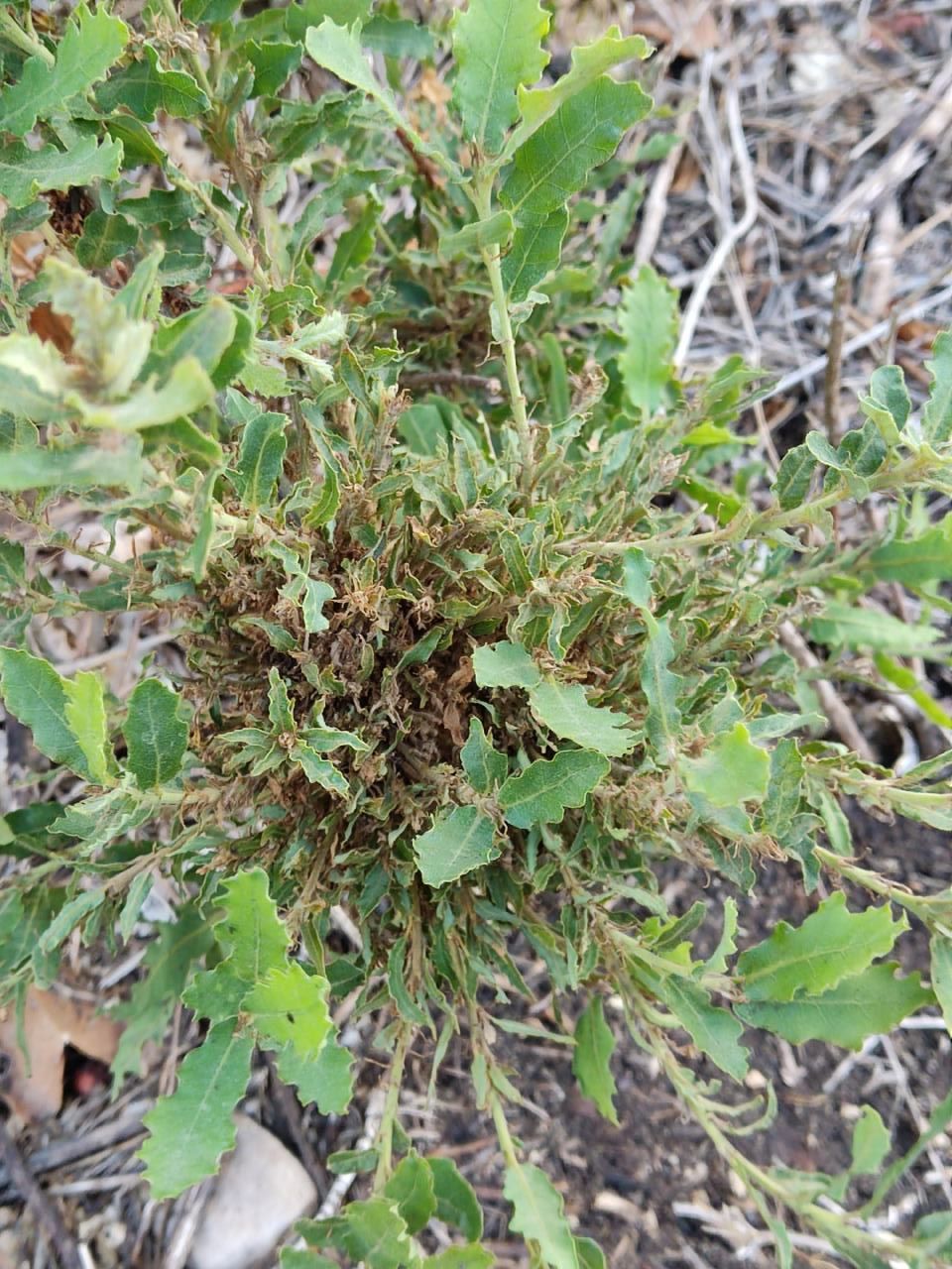 Eriophyidae? On Quercus