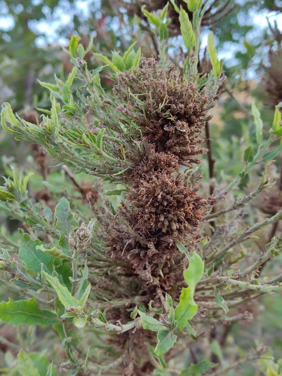 Eriophyidae? On Quercus