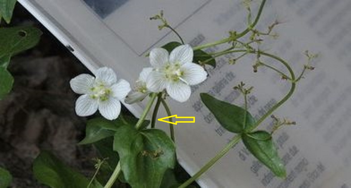 sconosciuto ... Parnassia palustris e Valeriana elongata