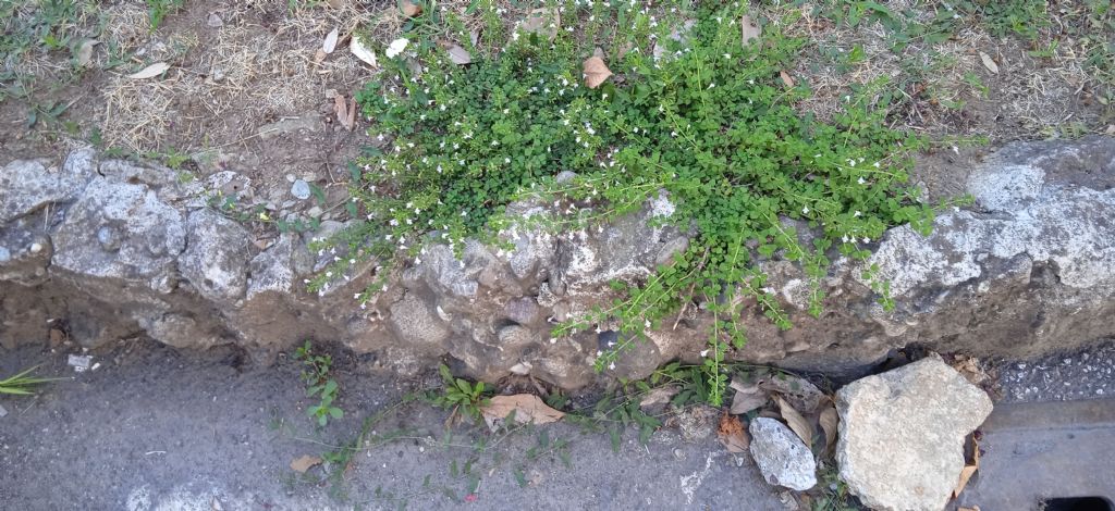 Lamiacea da marciapide: Clinopodium nepeta