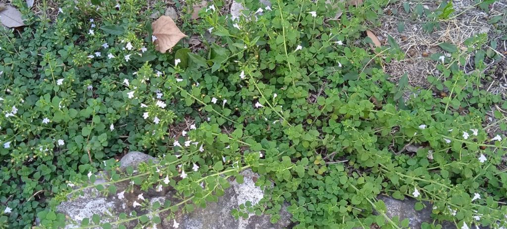 Lamiacea da marciapide: Clinopodium nepeta