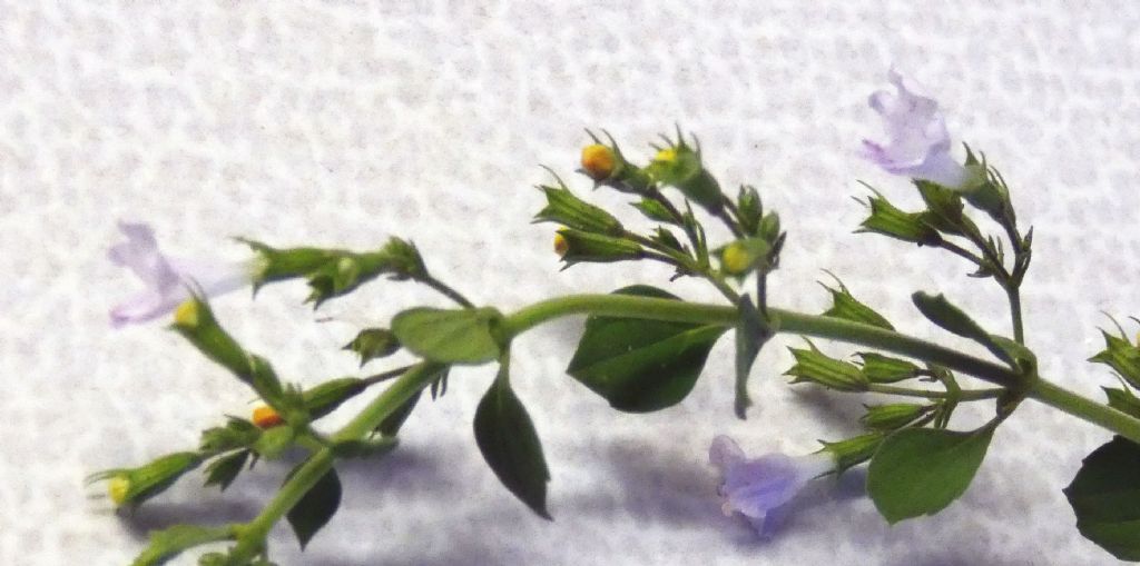 Lamiacea da marciapide: Clinopodium nepeta