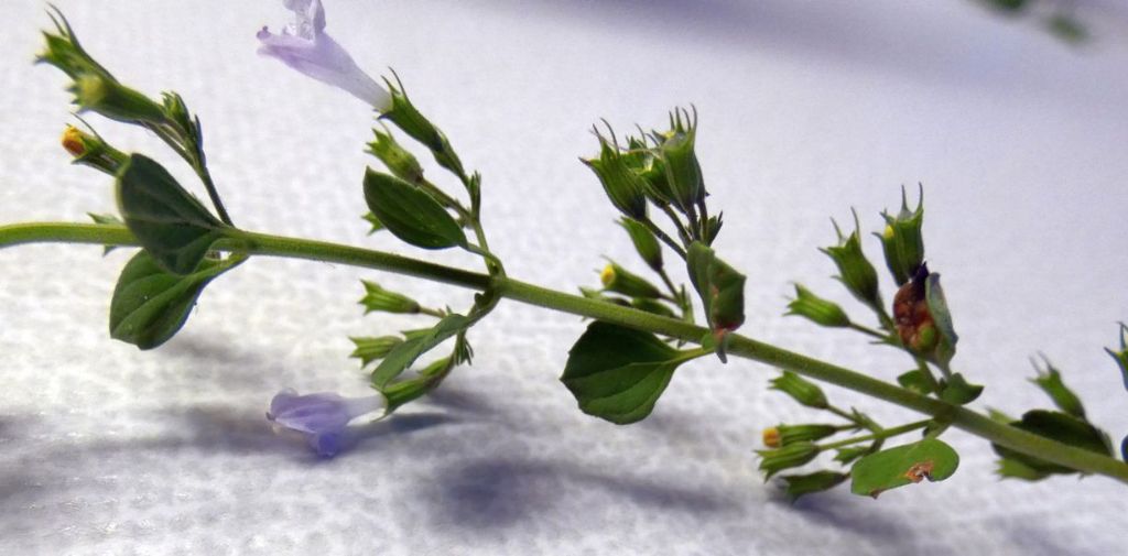 Lamiacea da marciapide: Clinopodium nepeta