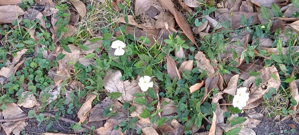 Uno strano convolvolo: lusus di Convolvulus arvensis
