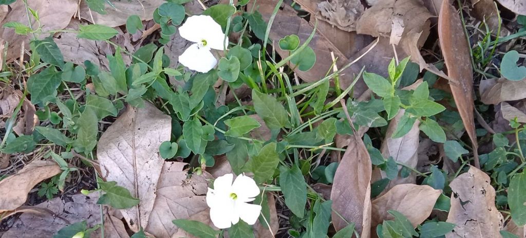 Uno strano convolvolo: lusus di Convolvulus arvensis