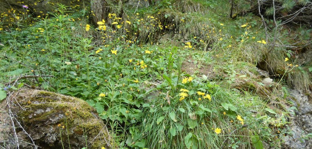 Asteraceae: Hieracium sp.