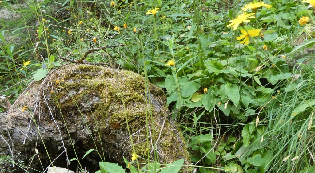 Asteraceae: Hieracium sp.
