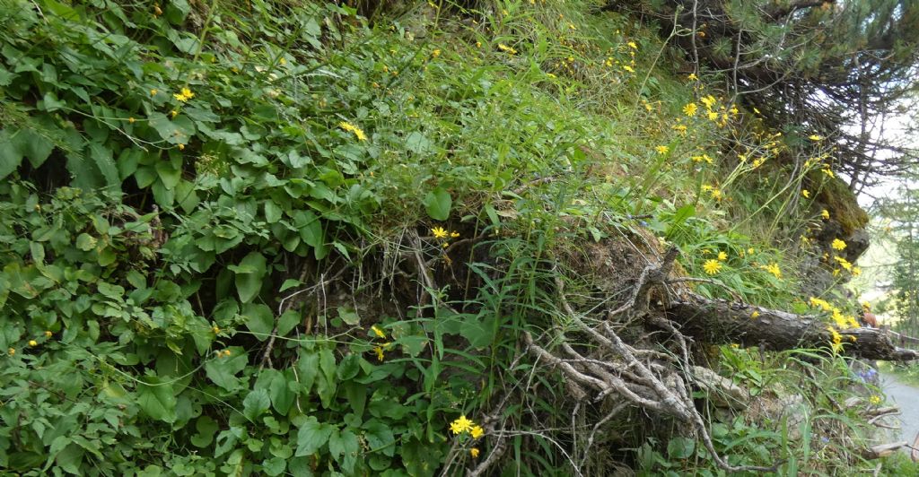 Asteraceae: Hieracium sp.