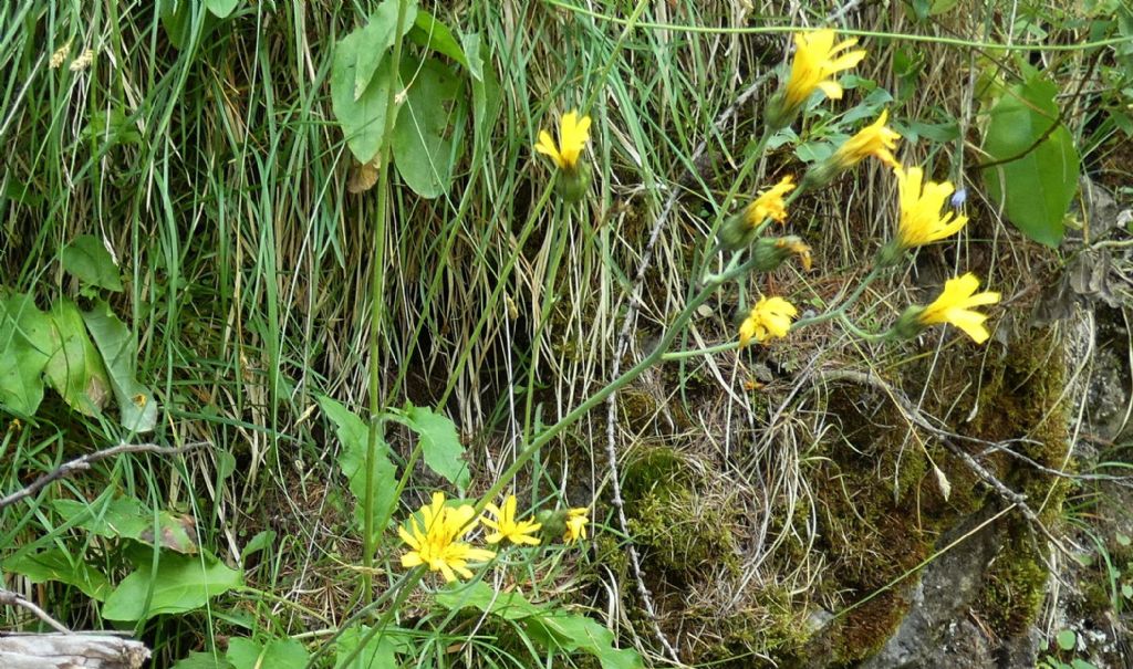 Asteraceae: Hieracium sp.