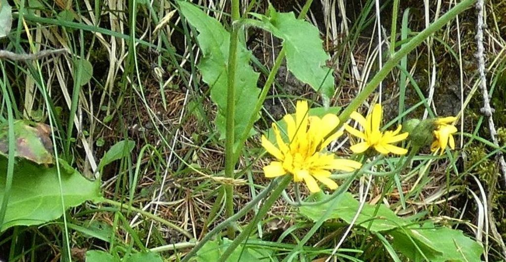 Asteraceae: Hieracium sp.
