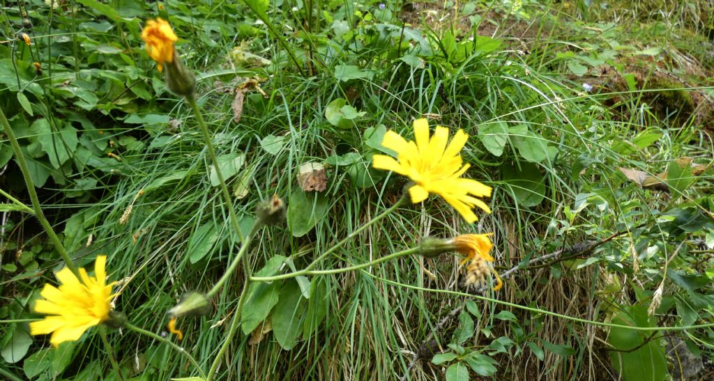 Asteraceae: Hieracium sp.