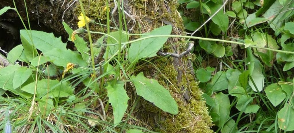 Asteraceae: Hieracium sp.