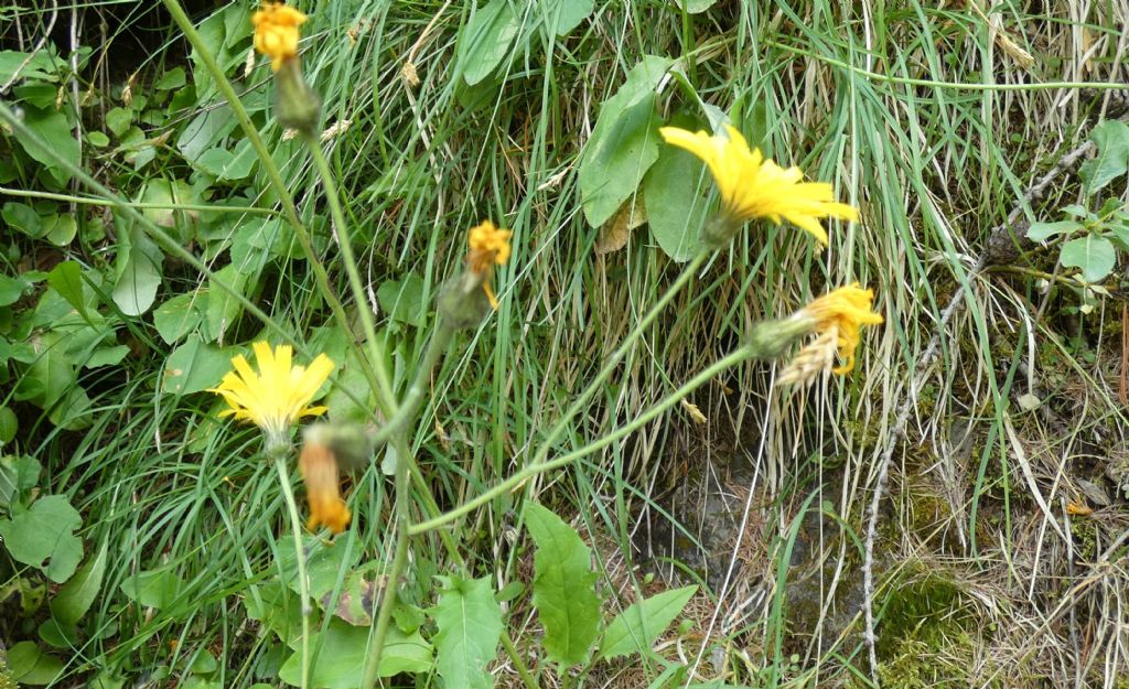 Asteraceae: Hieracium sp.