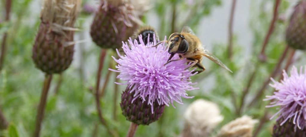 Syrphidae: Volucella sp.?  No, Eristalis tenax, femmina