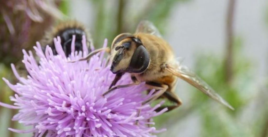 Syrphidae: Volucella sp.?  No, Eristalis tenax, femmina