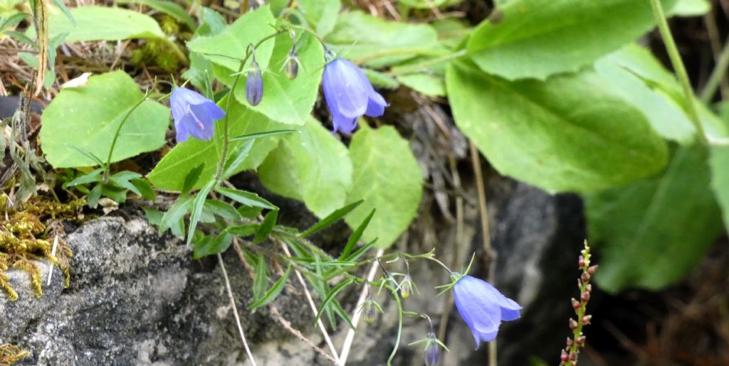 Campanula scheuchzeri