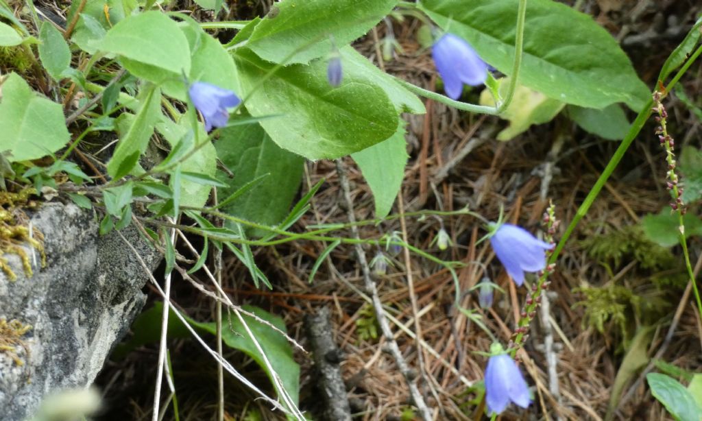 Campanula scheuchzeri