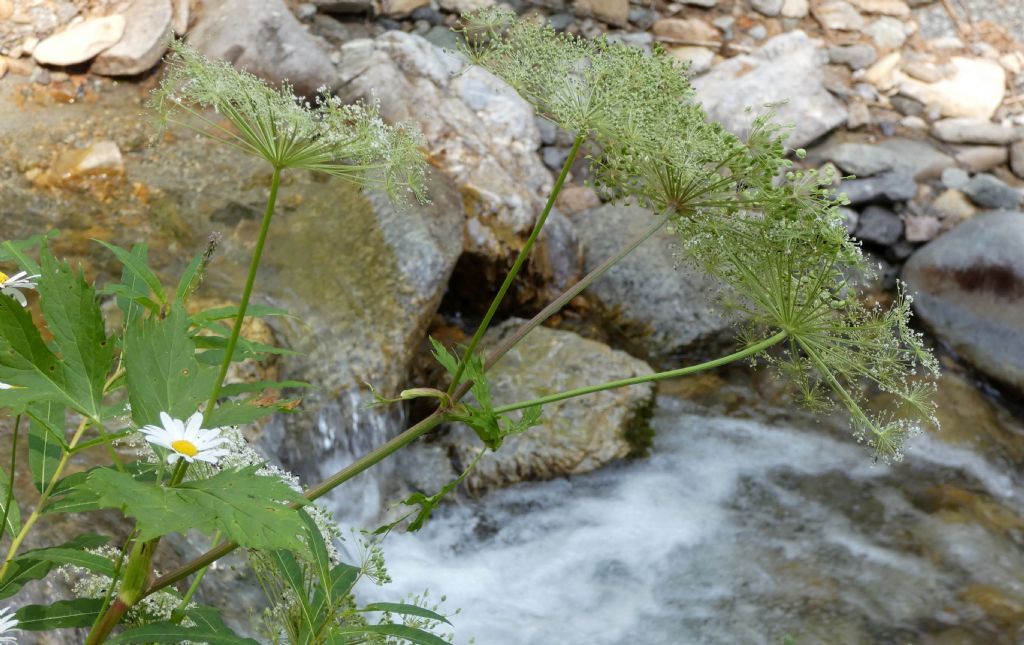Ancora Heracleum pyrenaicum ?