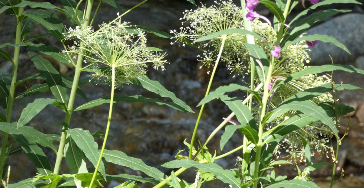 Ancora Heracleum pyrenaicum ?