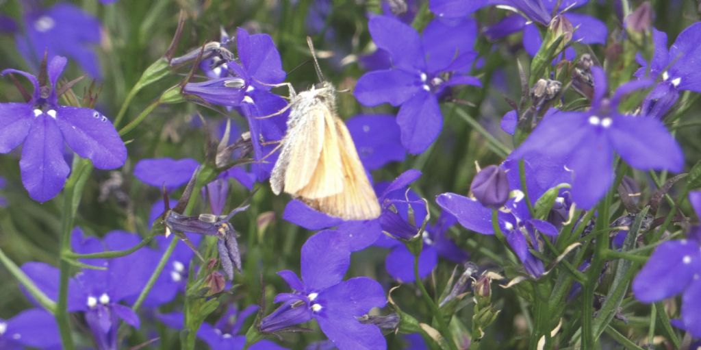Thymelicus lineola ?  S