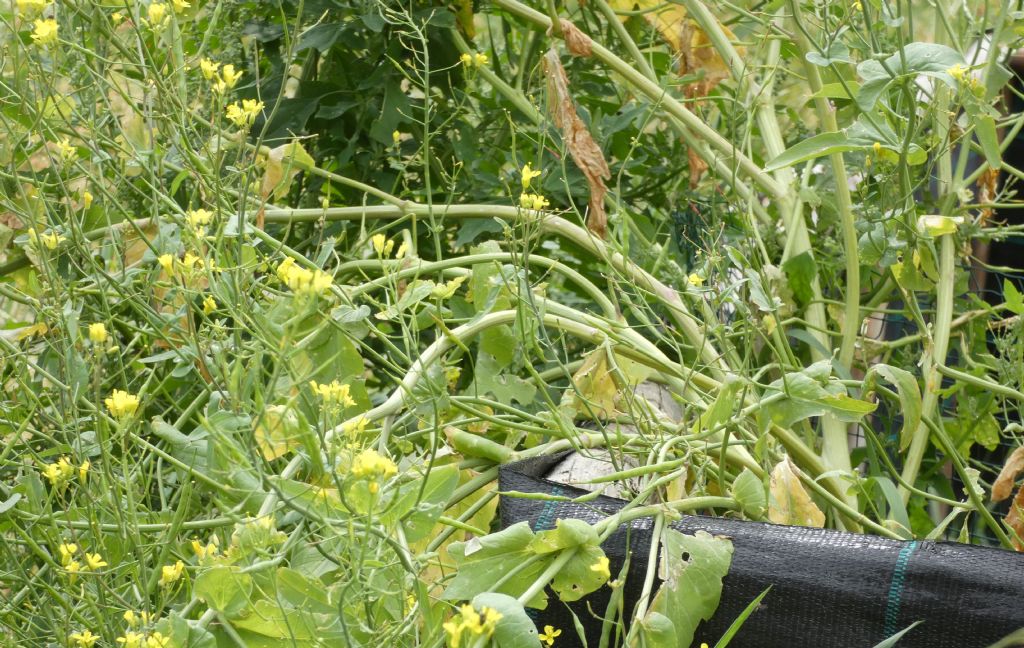 Brassicacea da id