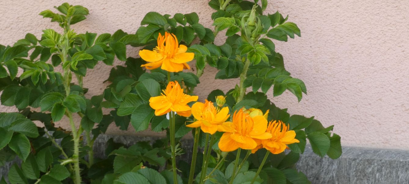 Trollius x cultorum ''Orange Globe'' o ''Orange Princess''