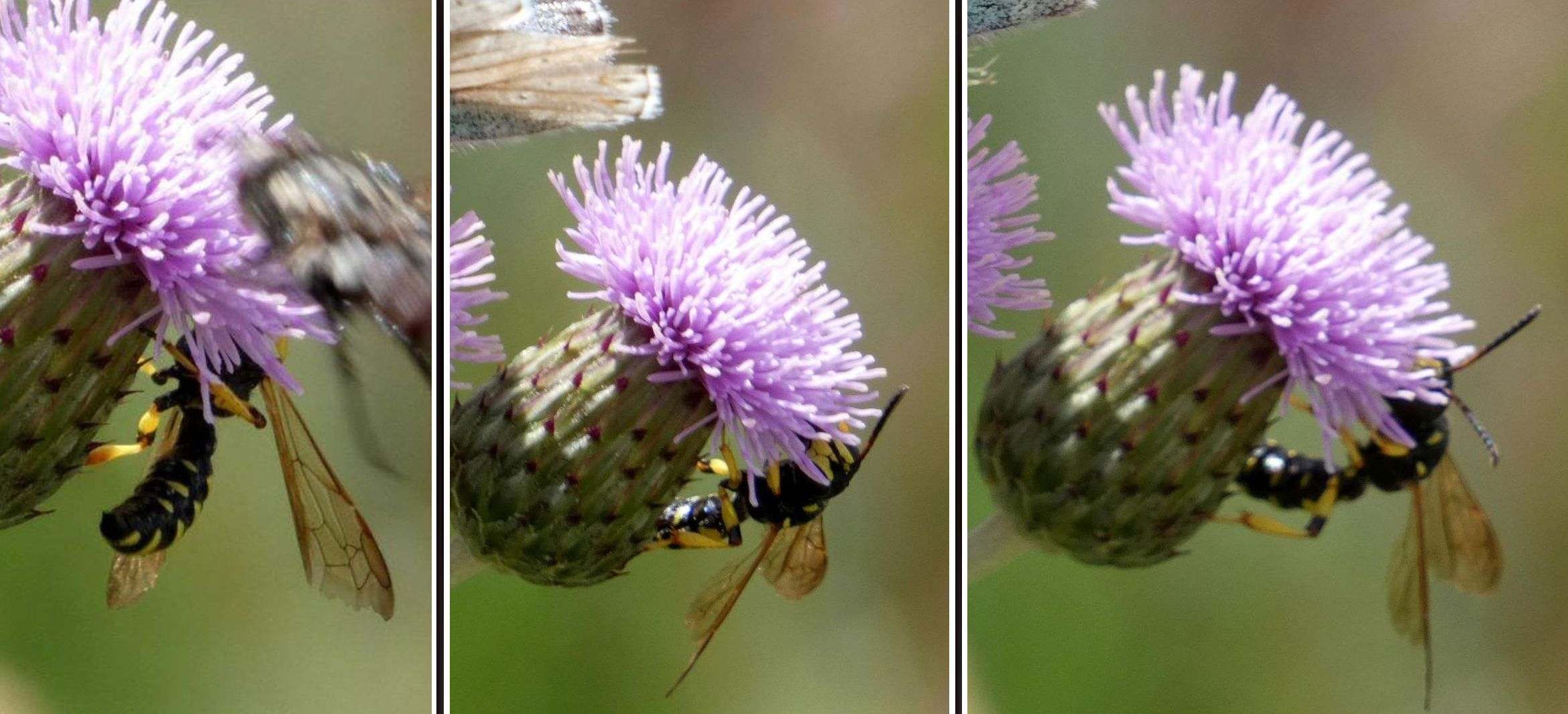 Crabronidae: Cerceris sp., maschio