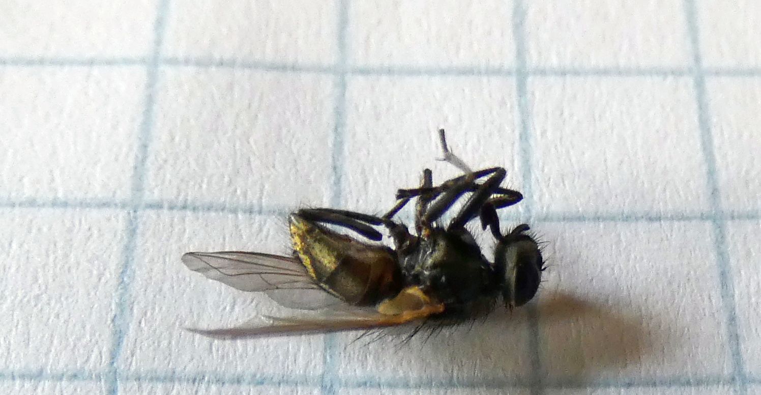 Muscidae: Musca sp. (cfr.)