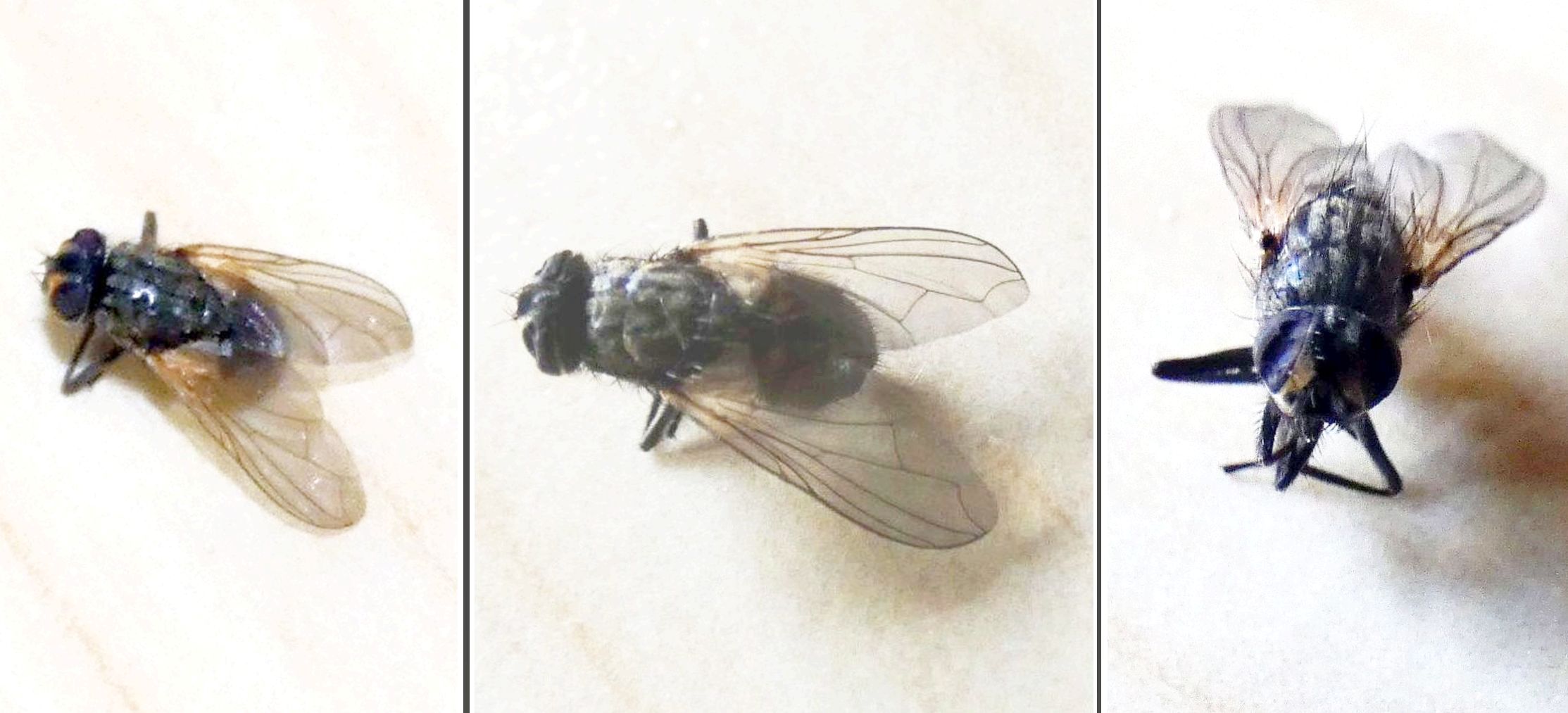 Muscidae: Musca sp. (cfr.)