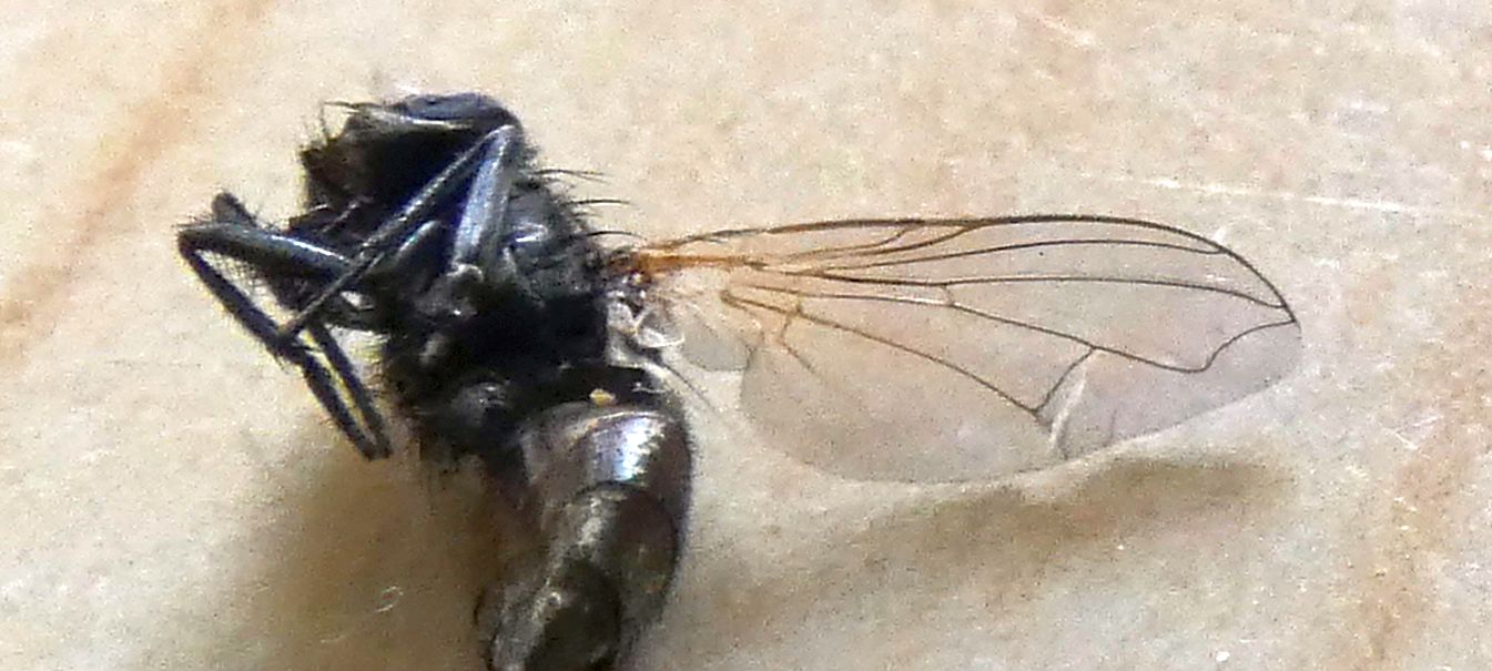 Muscidae: Musca sp. (cfr.)