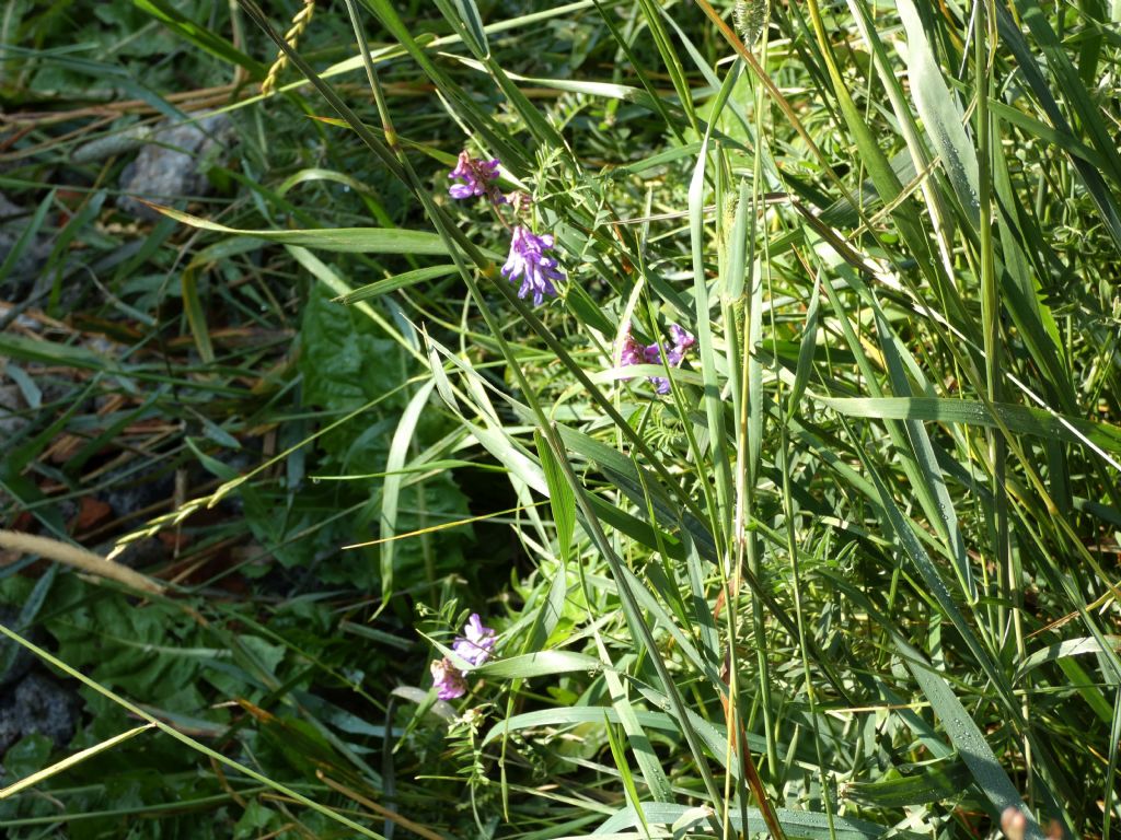 Vicia...cfr. villosa