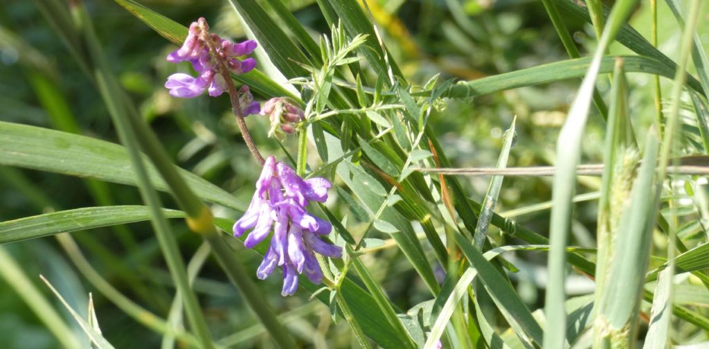 Vicia...cfr. villosa